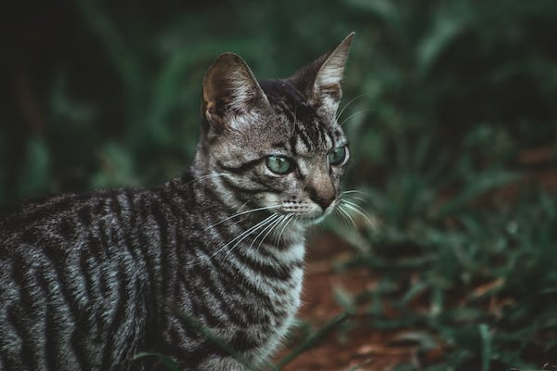 What Breeds Make a Toyger Cat: Discover the Exotic Origins