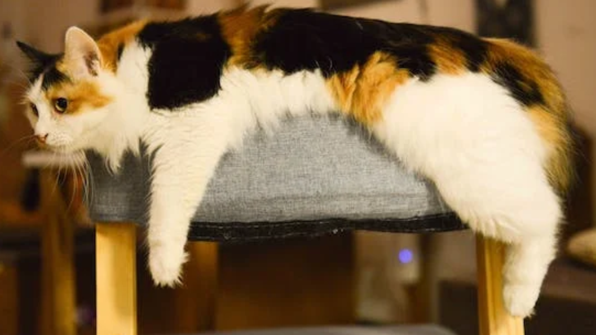 Calico Breeds of Cats: Stunning Varieties You Must See