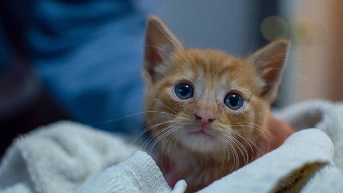 When Do Cats Eyes Change Color: Surprising Facts You Must Know