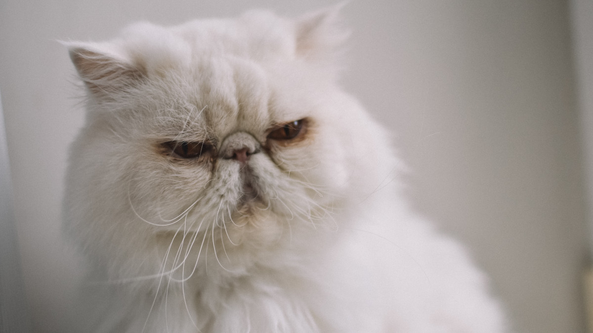 Persian Cat Health Issues: Essential Care Tips