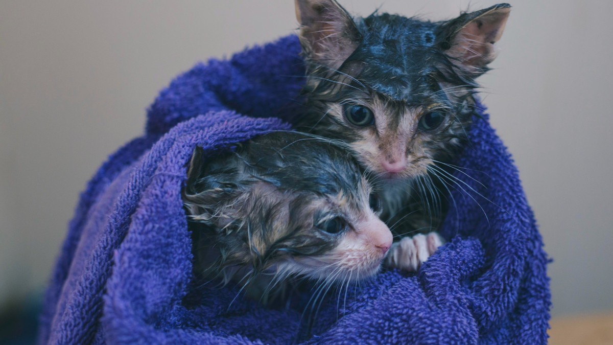 Do You Need to Give Cats Baths: Essential Tips for Pet Owners