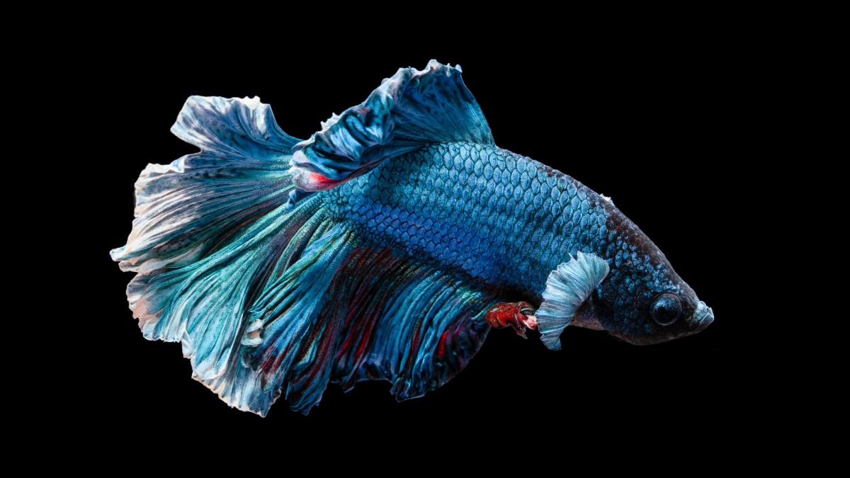 Feeding Ornamental Fish for Coldwater Species: Expert Tips & Tricks