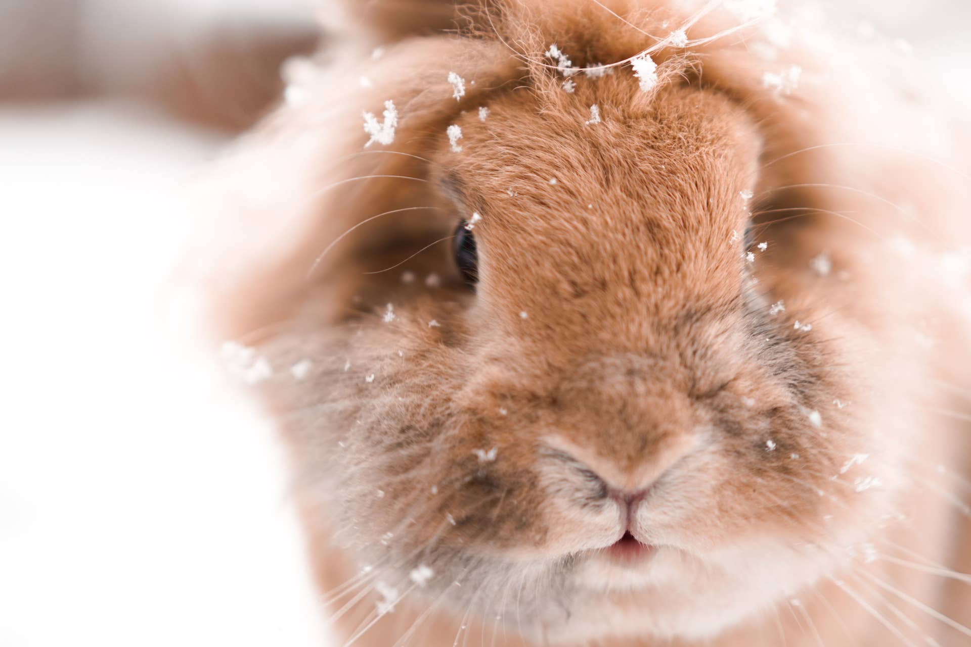 Can Wild Rabbits Survive in Cold Weather? Expert Insights Revealed