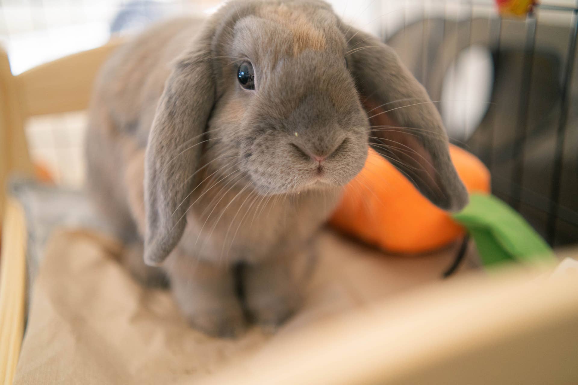 Can Rabbits Play With Bird Toys? Discover Fun & Safety