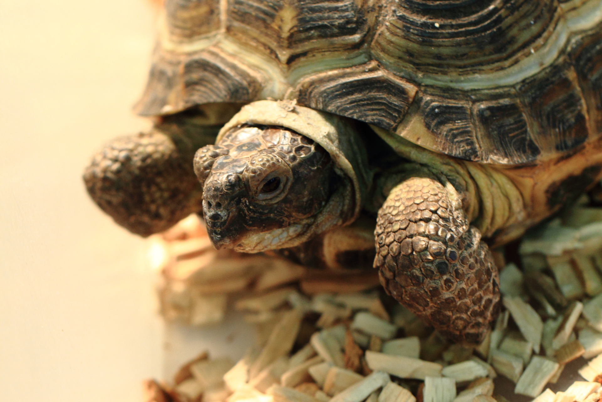 How to Take Care of a Water Turtle: Essential Tips for Beginners