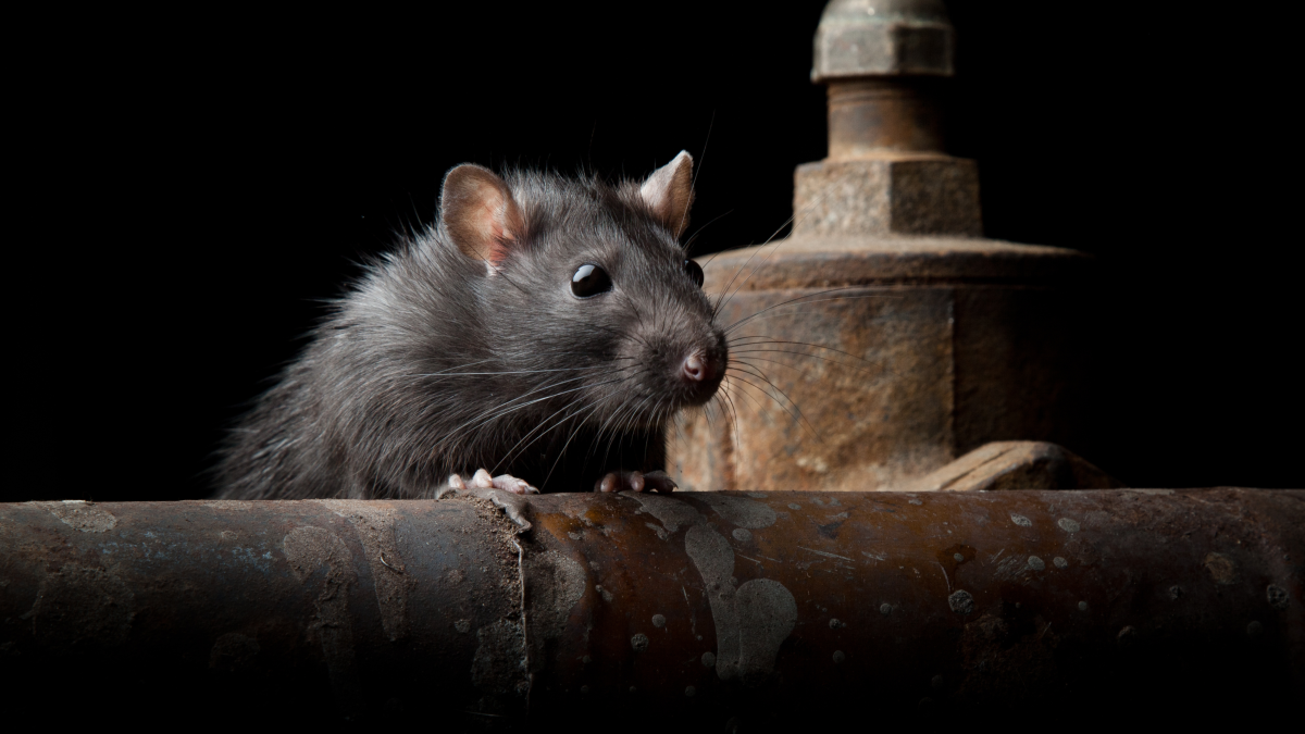rats-and-their-types-colors-