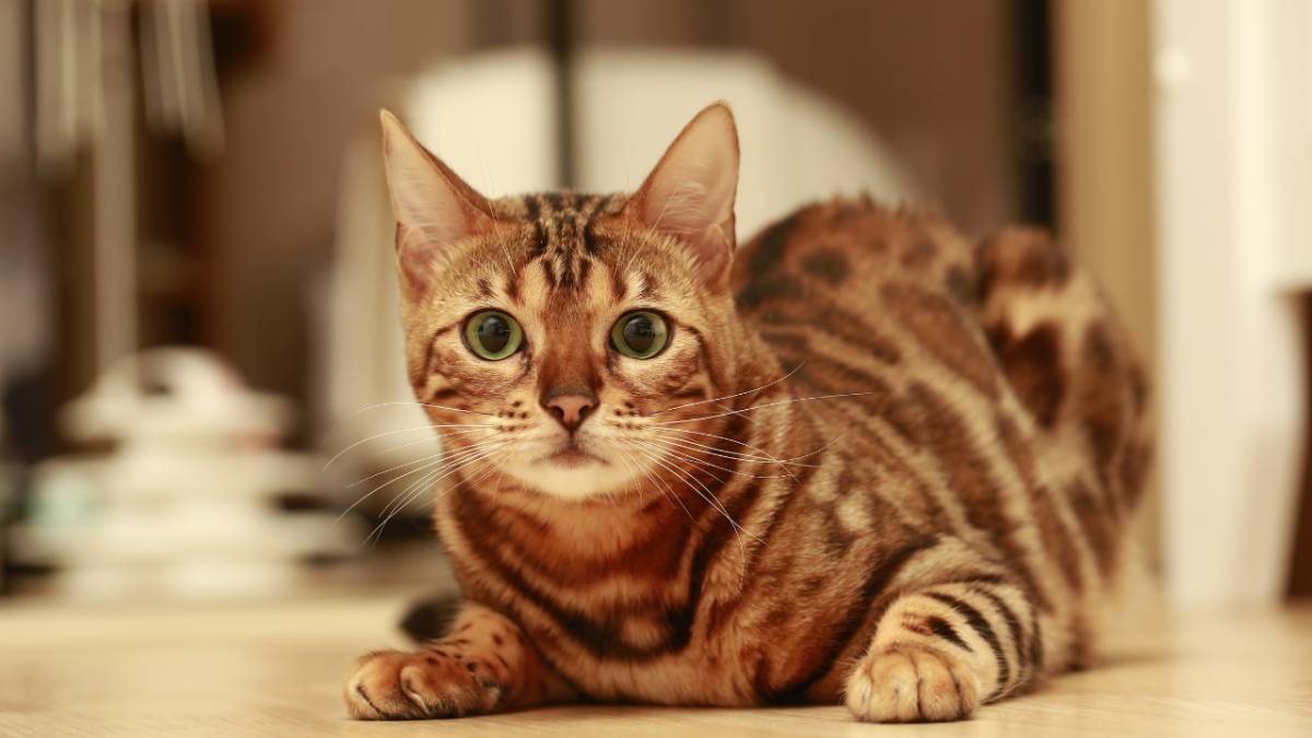 Bengal Cat Health Problems: Prevention & Solutions