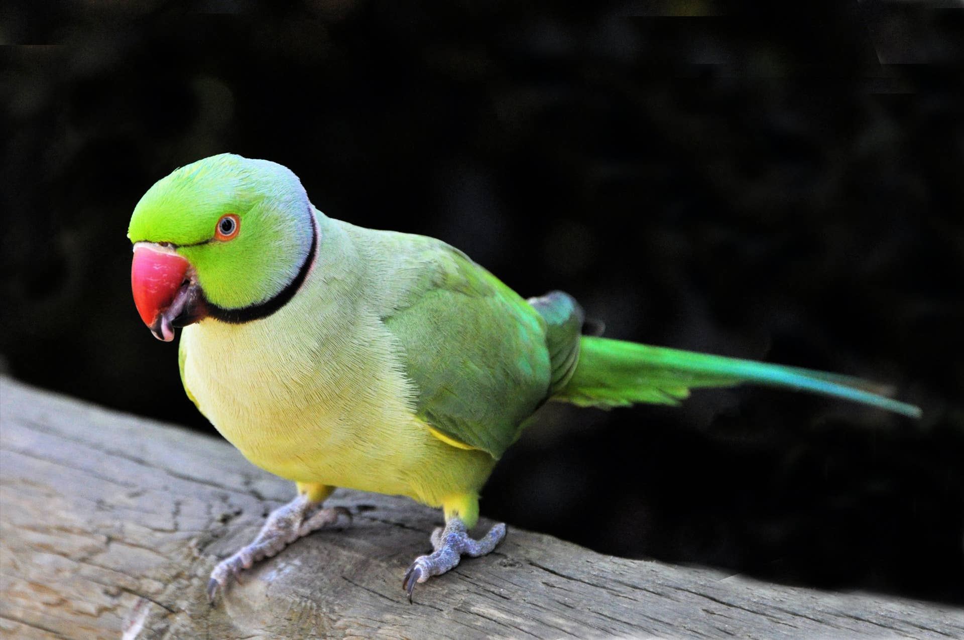 Are Birds Hard to Take Care of: Expert Tips for Easy Care