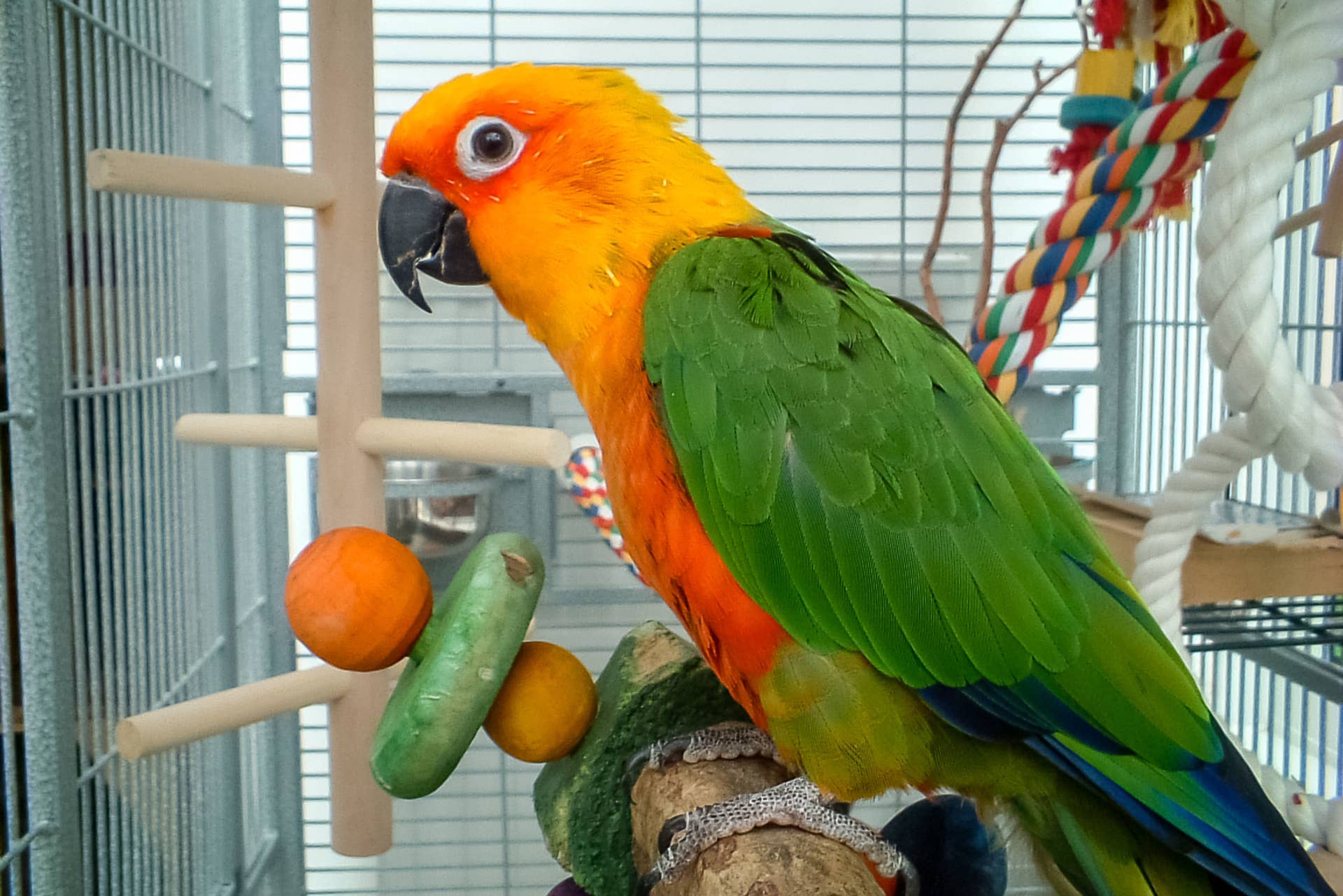How to Catch a Bird Inside Your House: Easy Steps That Work Fast