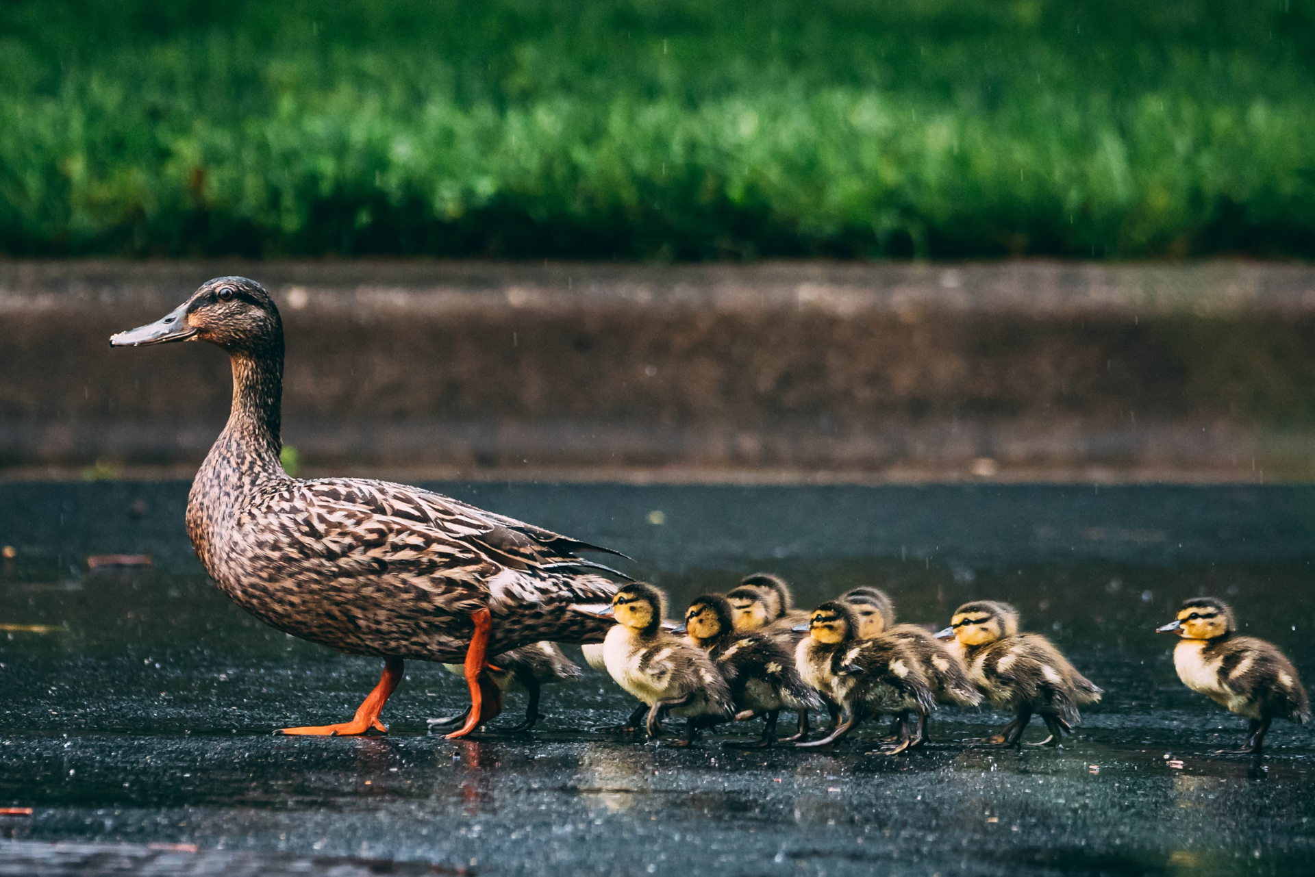 Can Ducks Survive Hot Weather: Essential Tips to Keep Them Cool