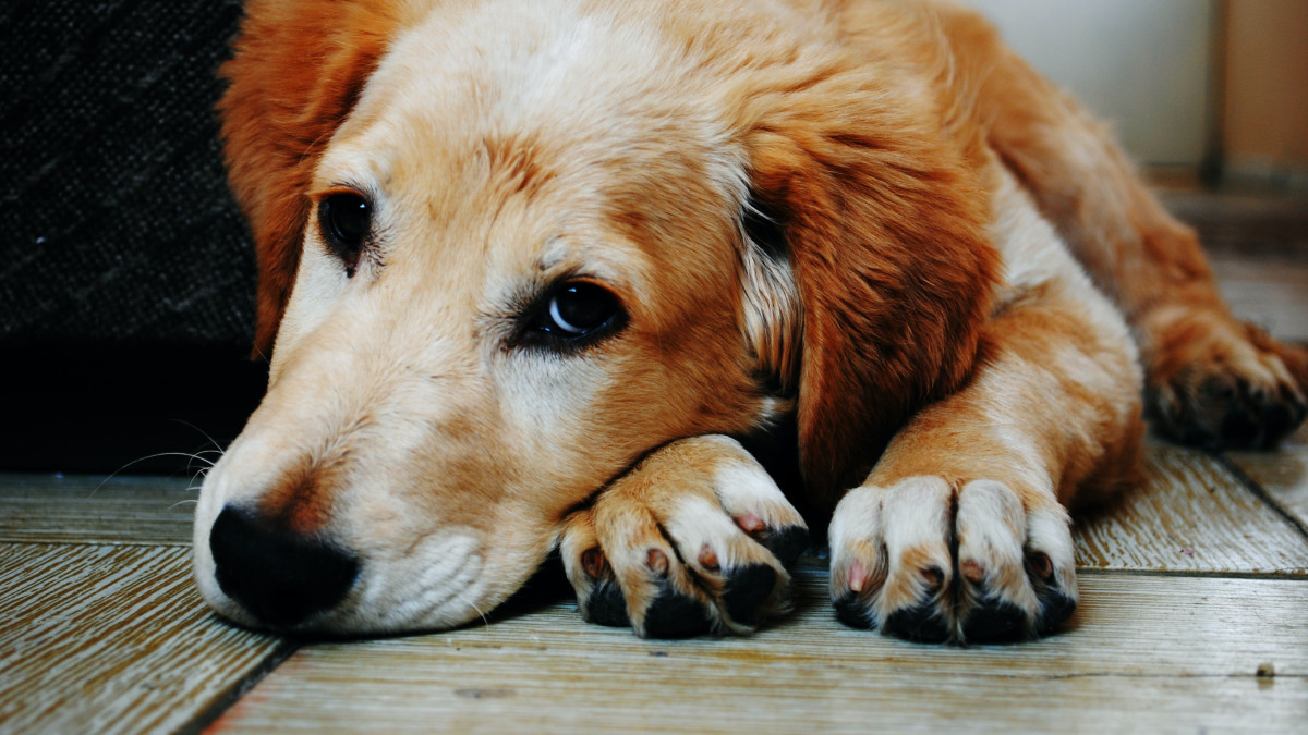 Dog Behaviour before Death: Signs & What to Expect