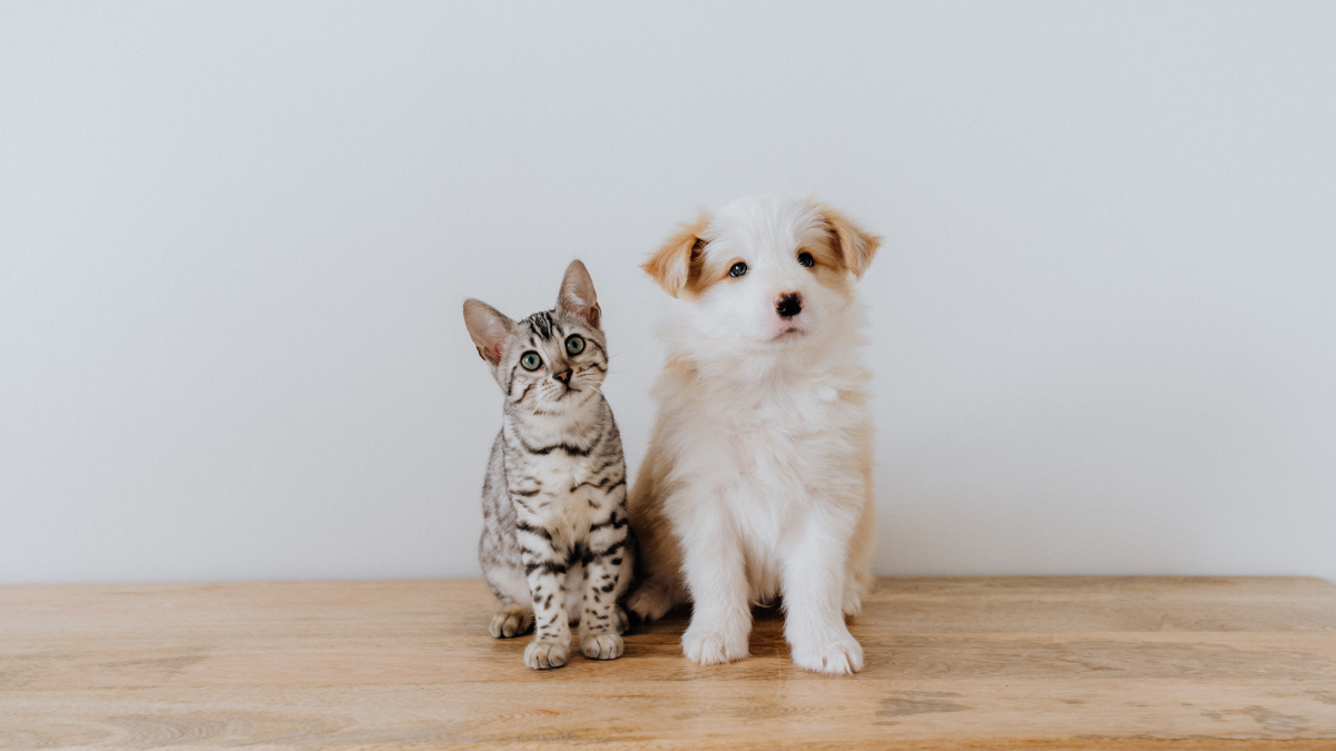 Are Dogs Easier to Train Than Cats: Unveiling the Truth