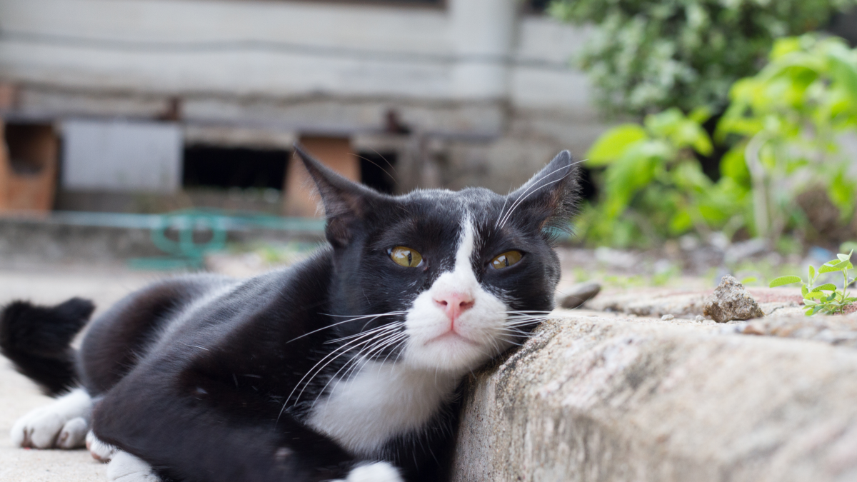 Can Male Cat Live Without Mating: Surprising Facts Revealed