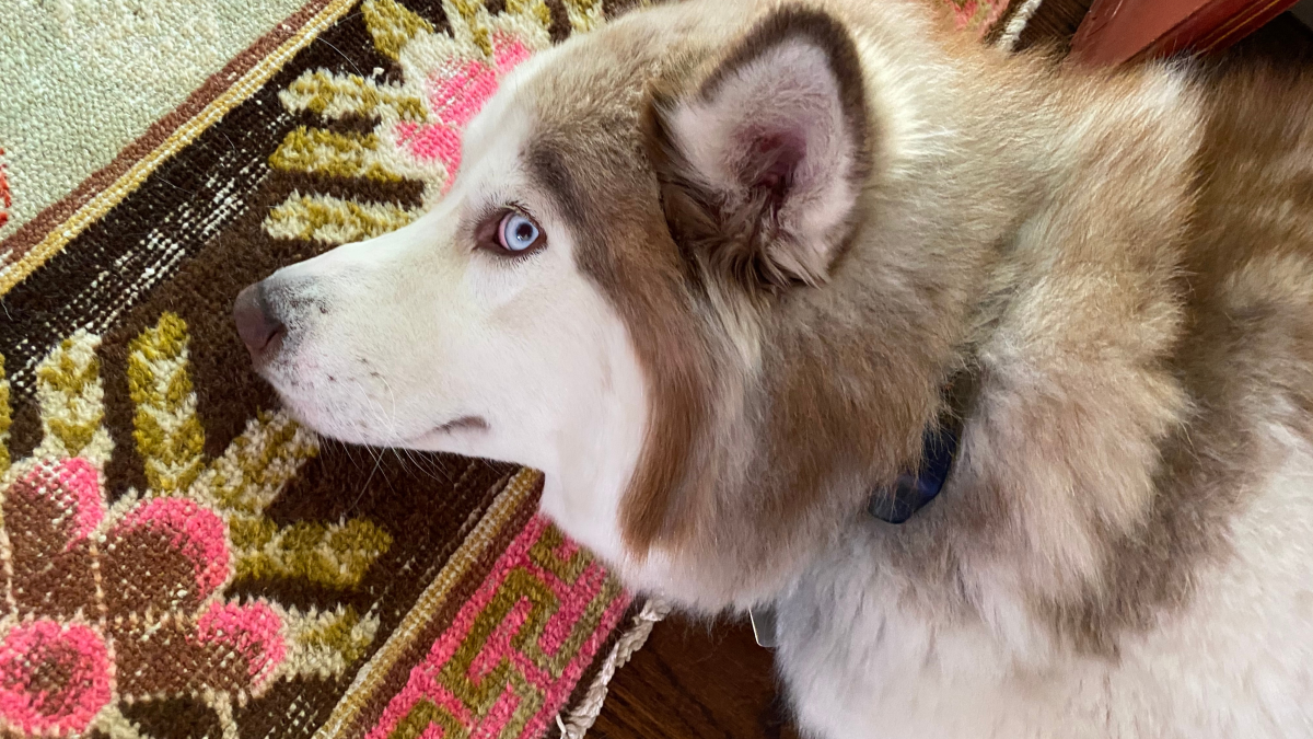 Husky Dog Health Problems: Essential Care Guide