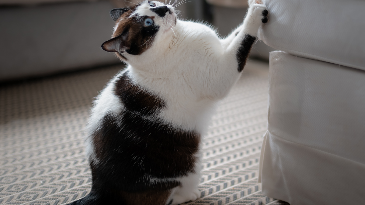 How to Get My Cat to Stop Scratching Me: Proven Tips That Work