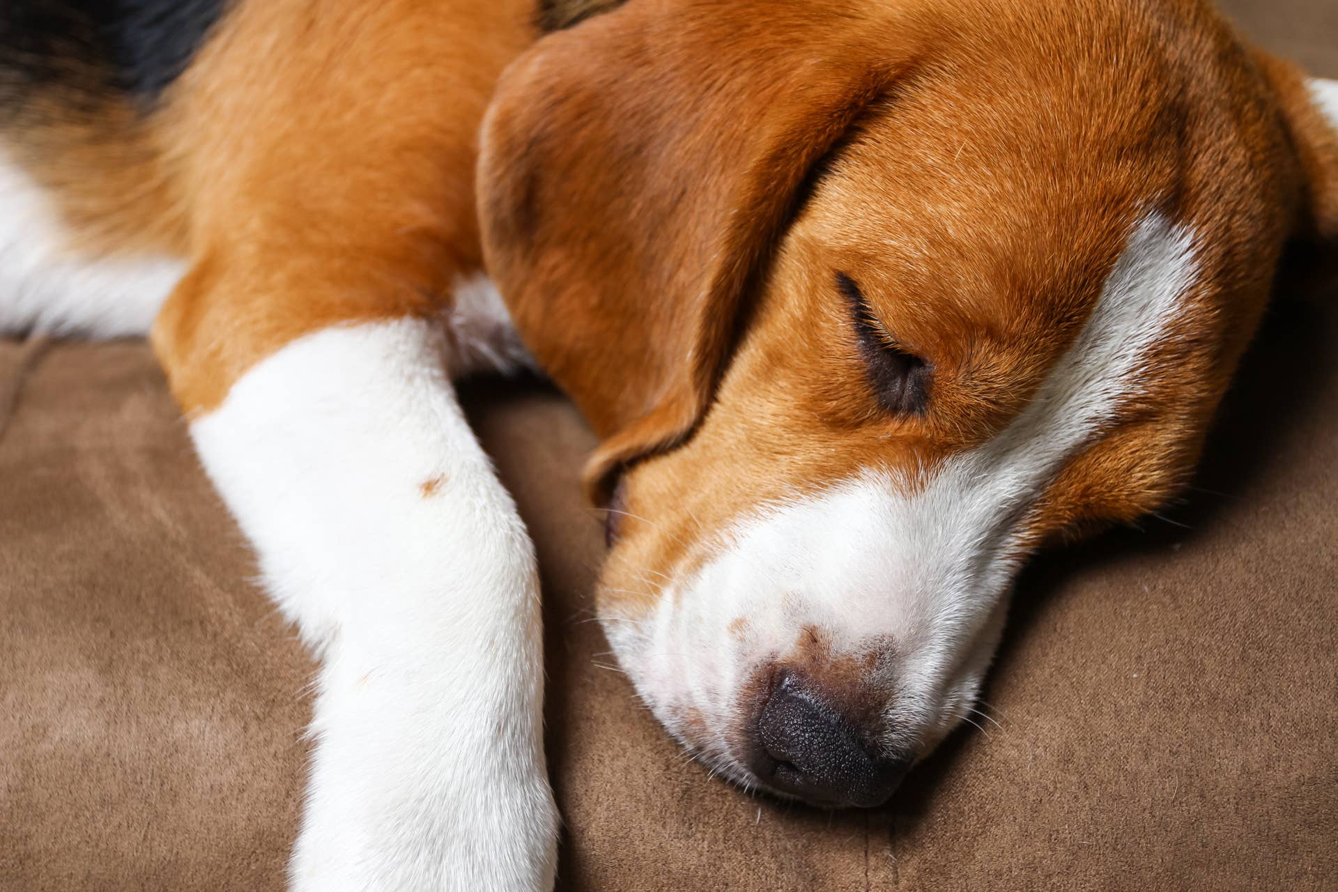 Why Does My Dog Lick His Bed: Surprising Reasons Explained