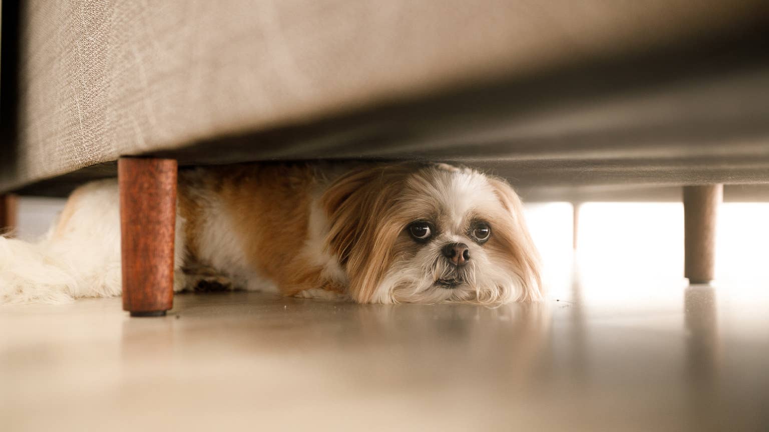 Why is My Dog Hiding under My Bed: Surprising Reasons Explained