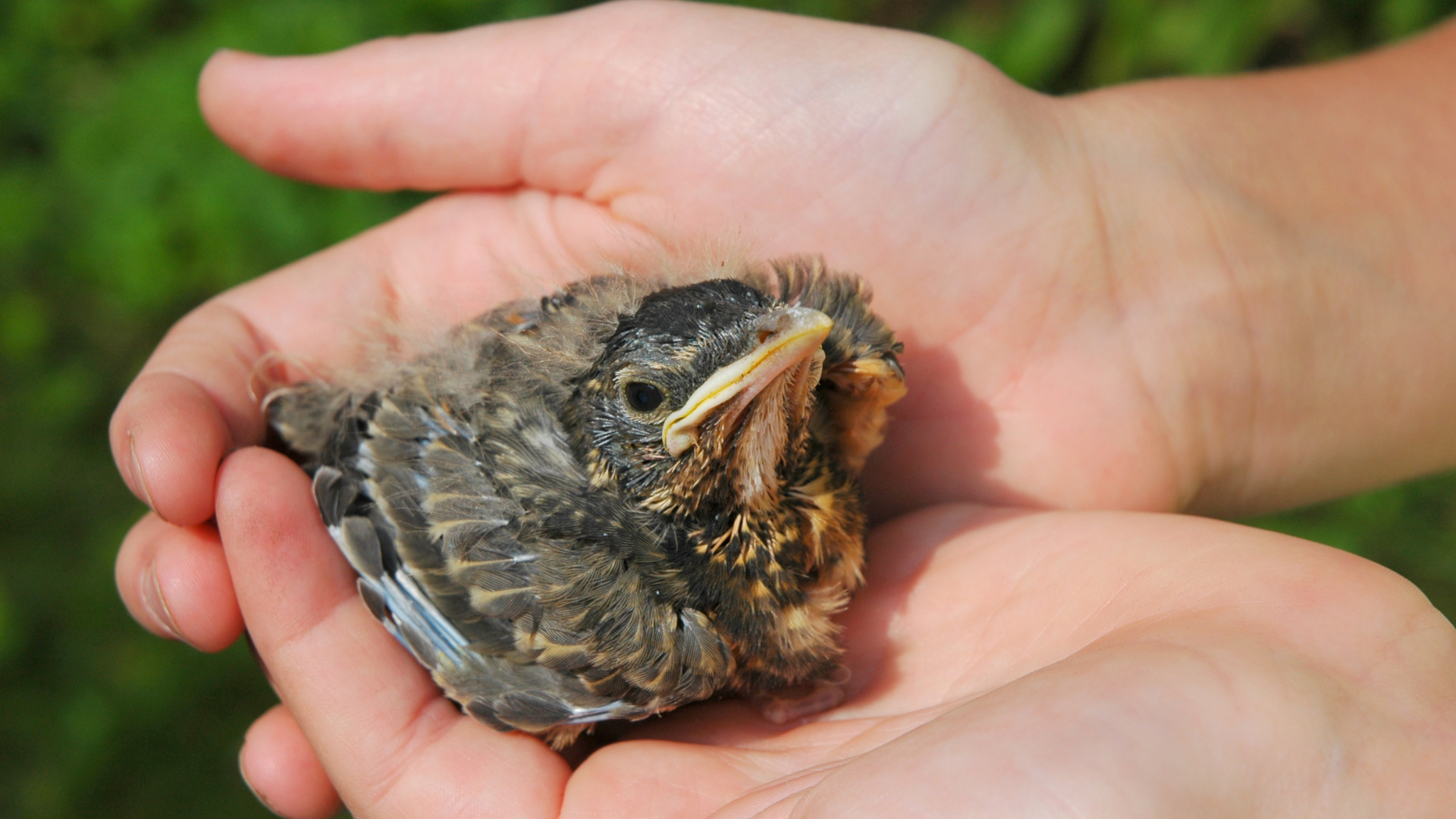 A Bird Died in My House: Shocking Signs and What to Do Next