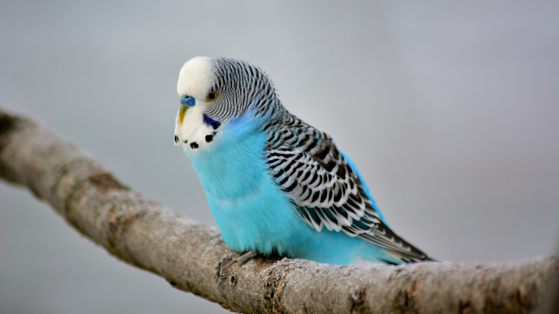 How to Care for a Budgie Bird: Essential Tips for Happy Pets