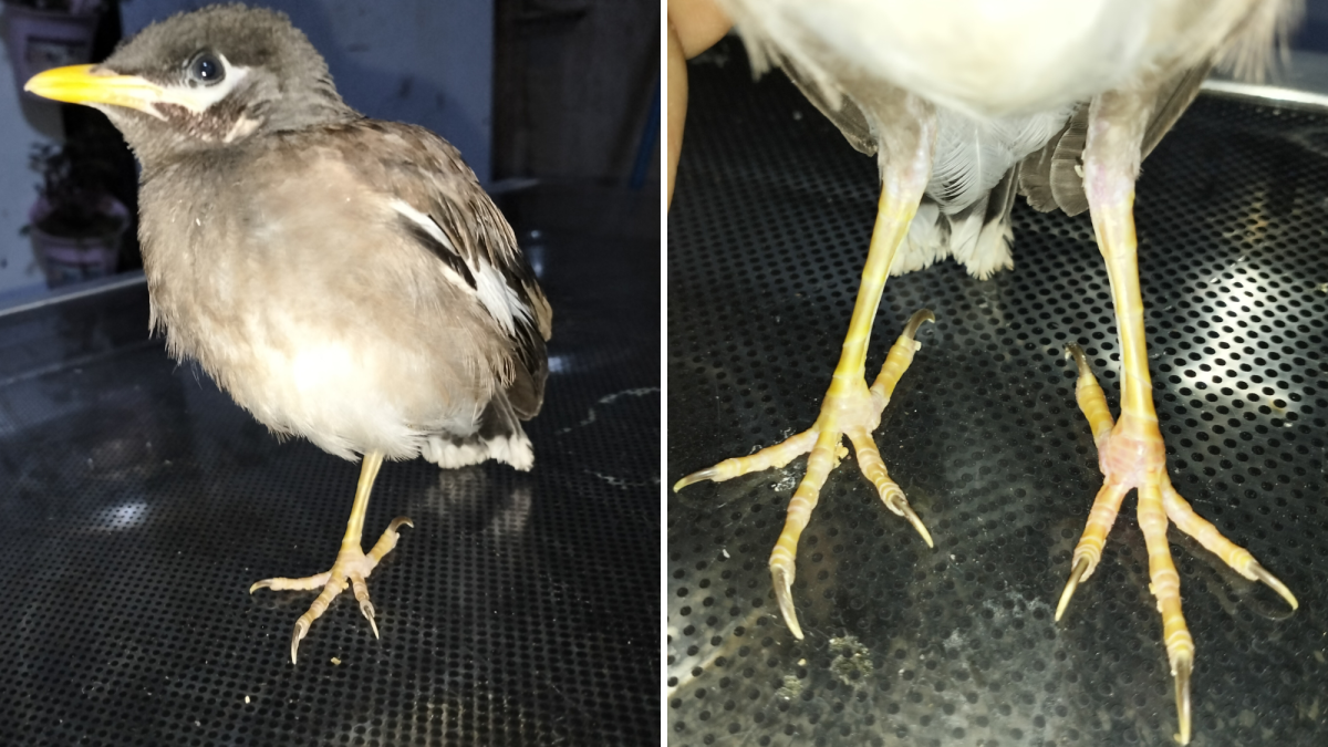 How to Disinfect a Bird Wound: Quick & Effective Steps