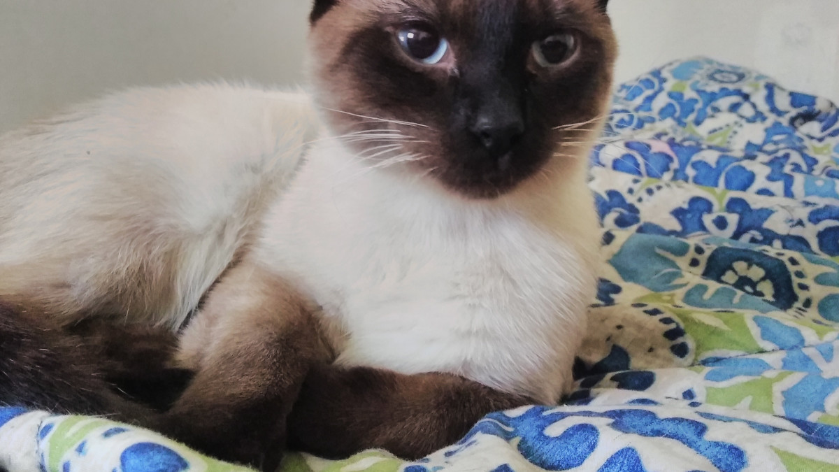 How Often Do Male Cats Spray: Essential Insights Revealed