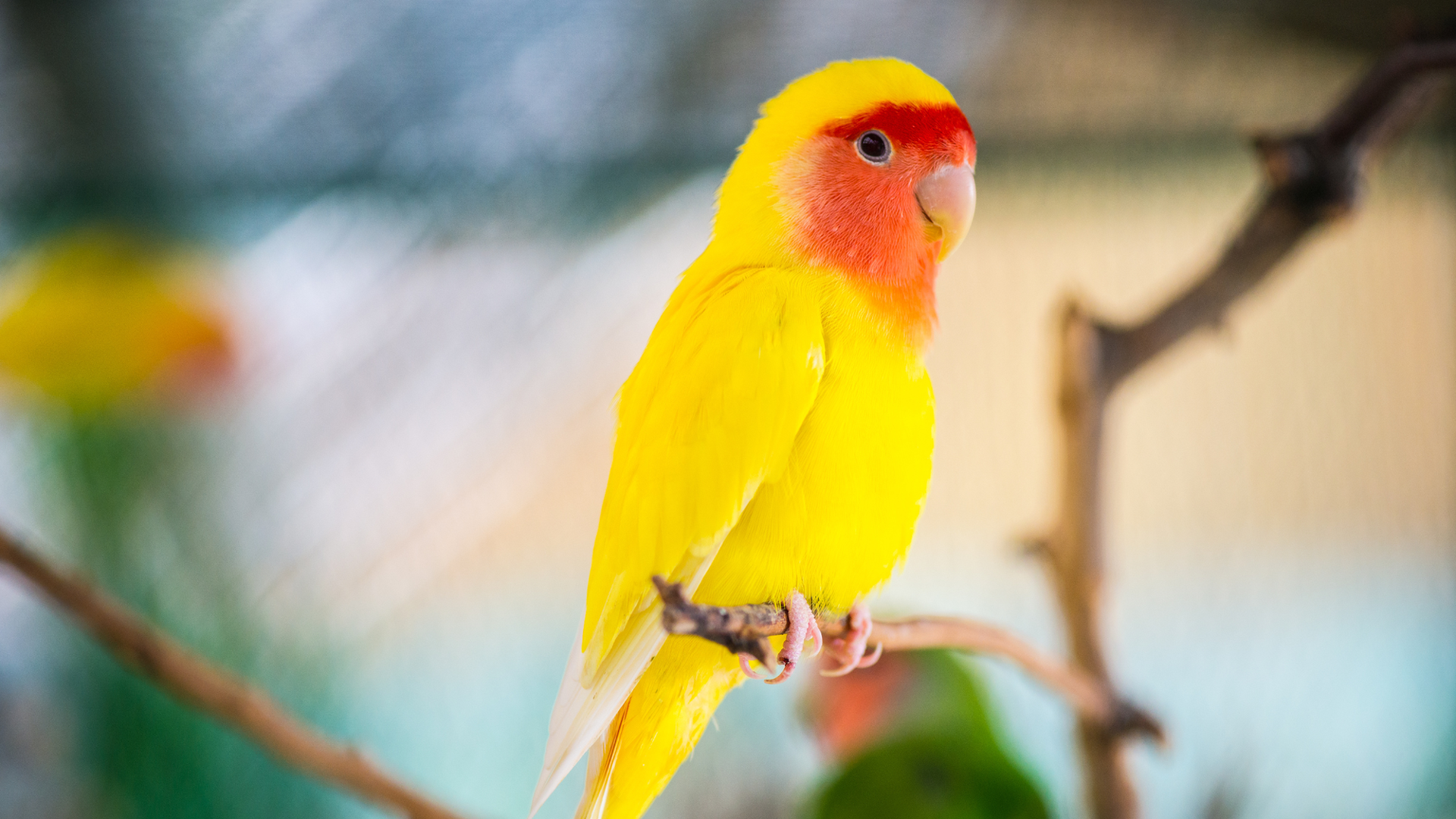 What to Do If Bird is Sick: Essential Steps to Save Your Pet