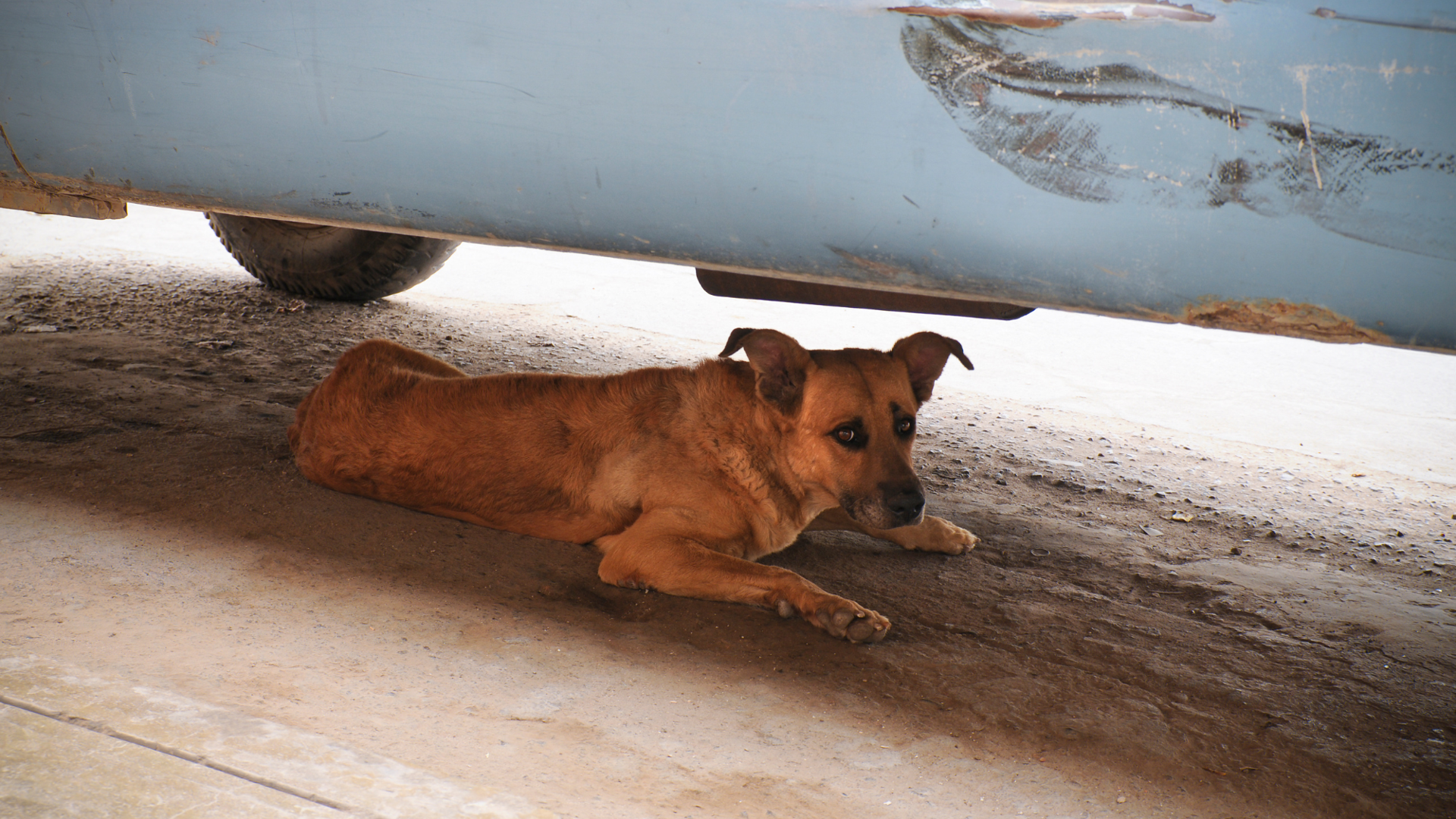 What to Do With a Stray Dog I Found: Essential Steps to Help
