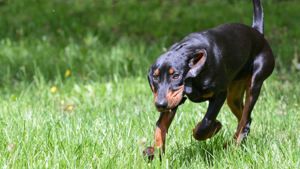 Black And Tan Dog Breeds: Ultimate Guide to Canine Elegance