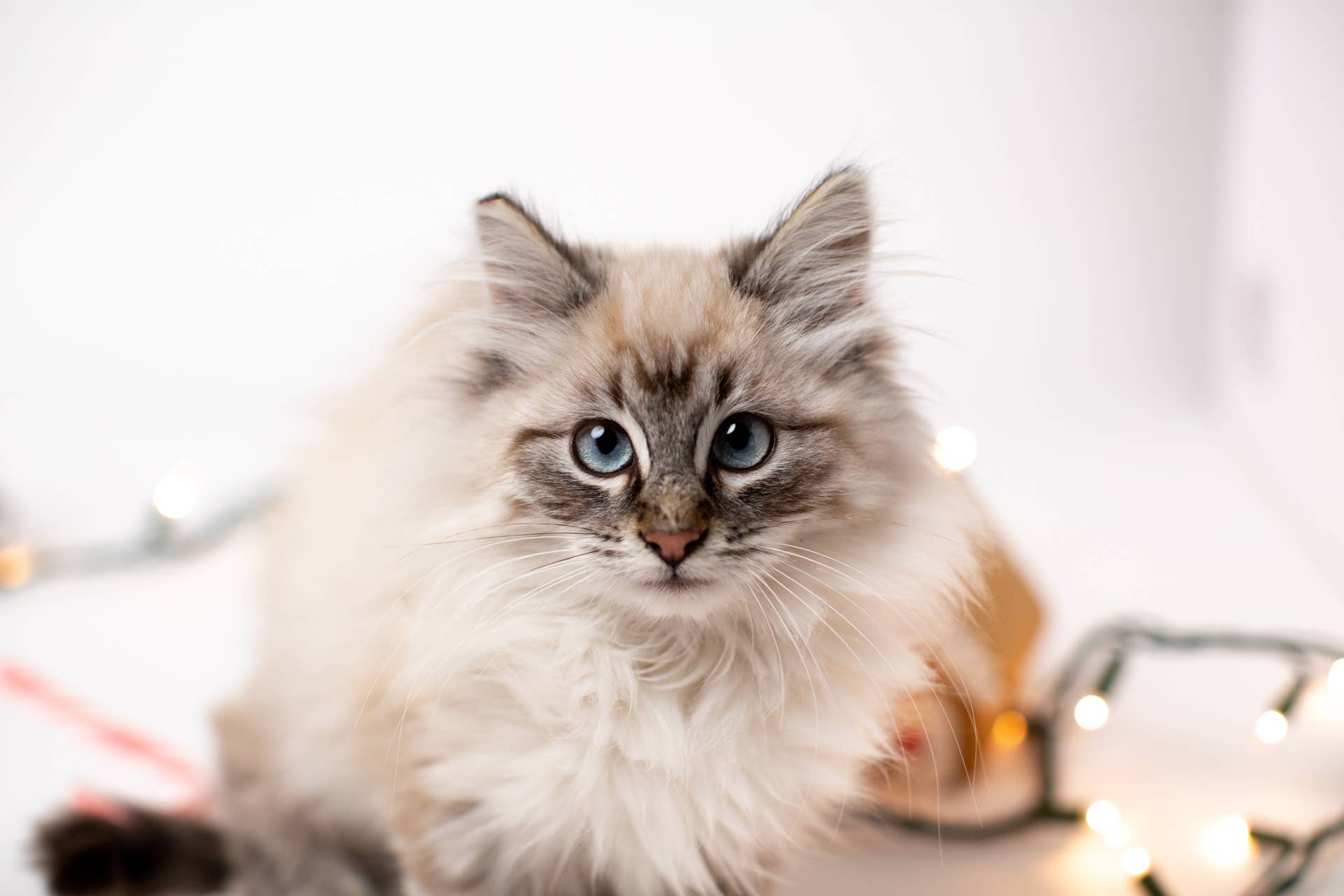 What Breeds of Cats are Nocturnal: Top Nighttime Feline Hunters