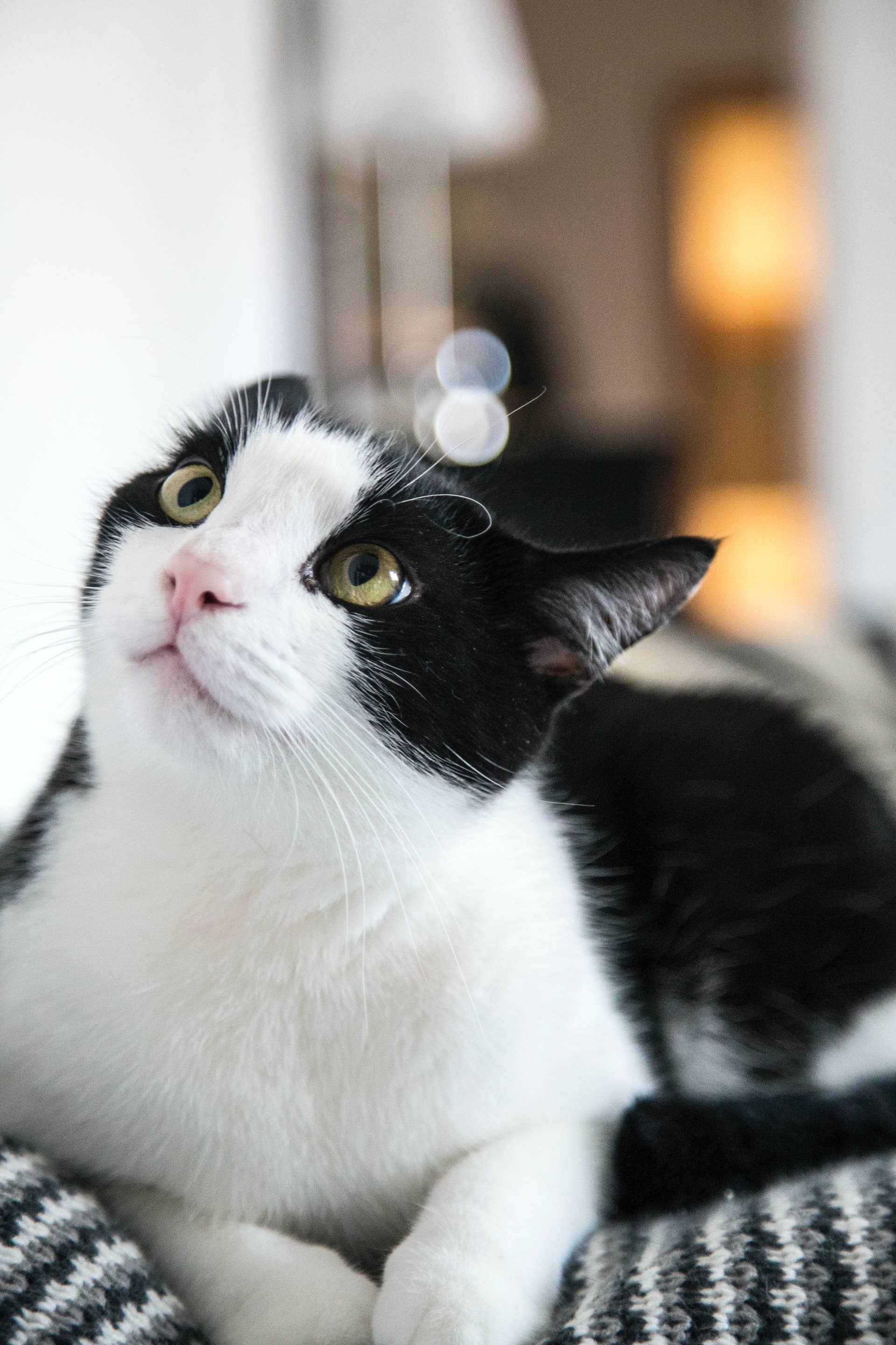 Why Does My Cat Aggressively Grooming My Other Cat: Surprising Reasons Explained