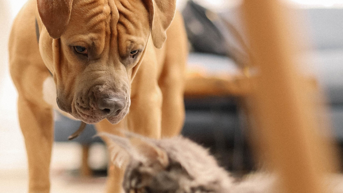 Why Does My Cat Groom My Dog? Unveiling Feline Secrets