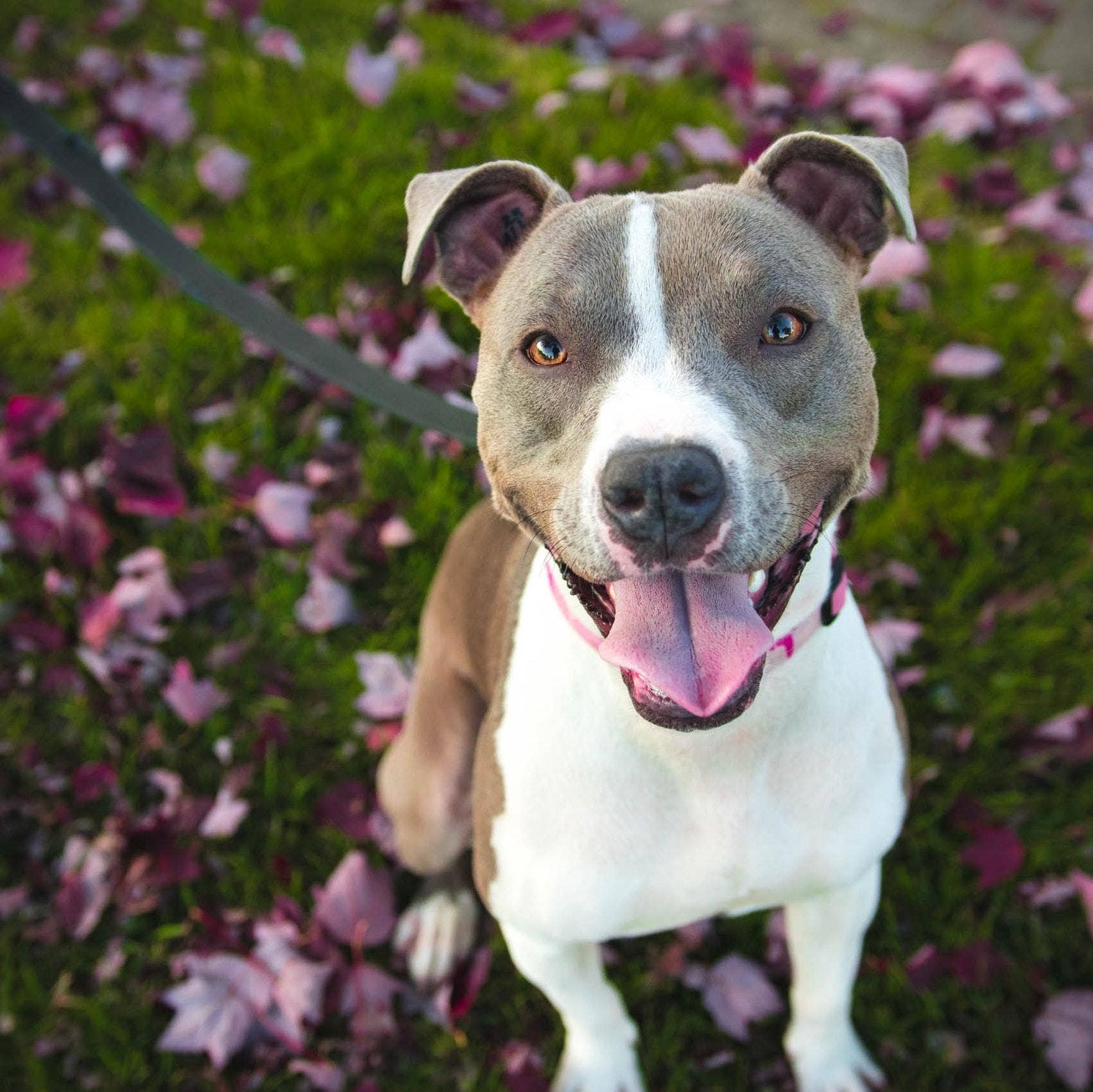What Happens If You Deworm a Pregnant Dog at Home: Vital Facts