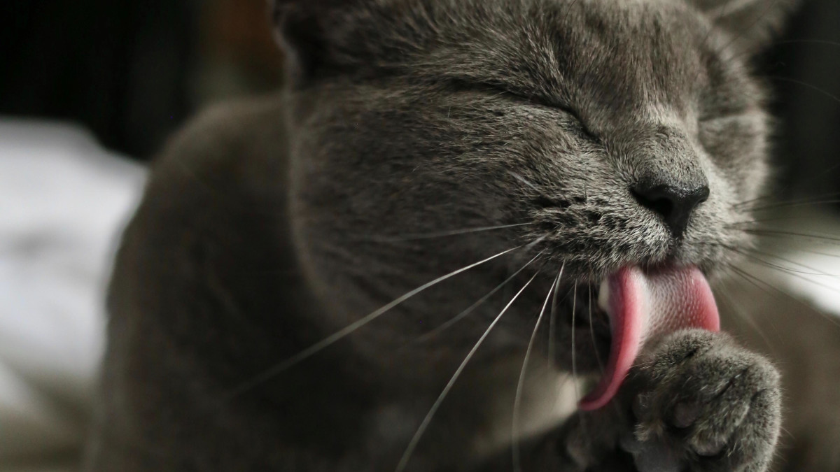 Why Does My Cat Groom Himself on Me? Unraveling Feline Behavior