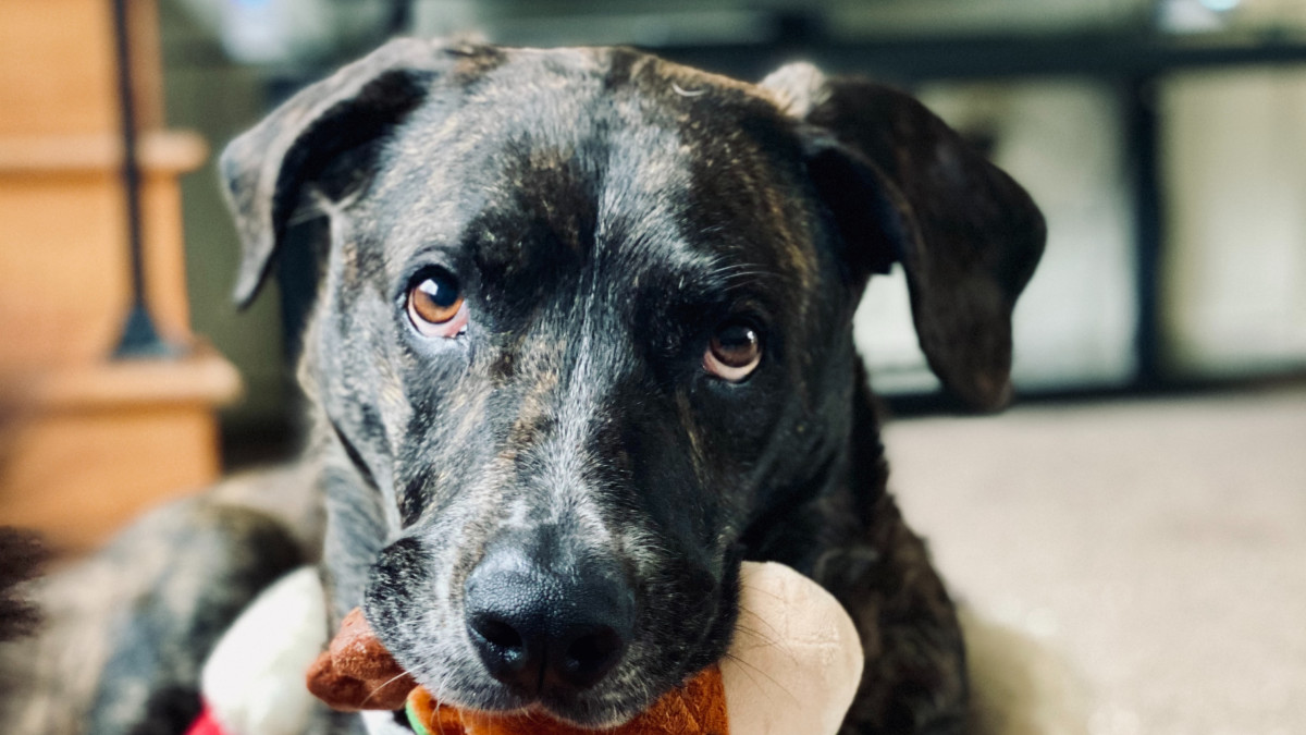 Why Does My Dog Whine While Playing With a Toy: Unveiling the Mystery