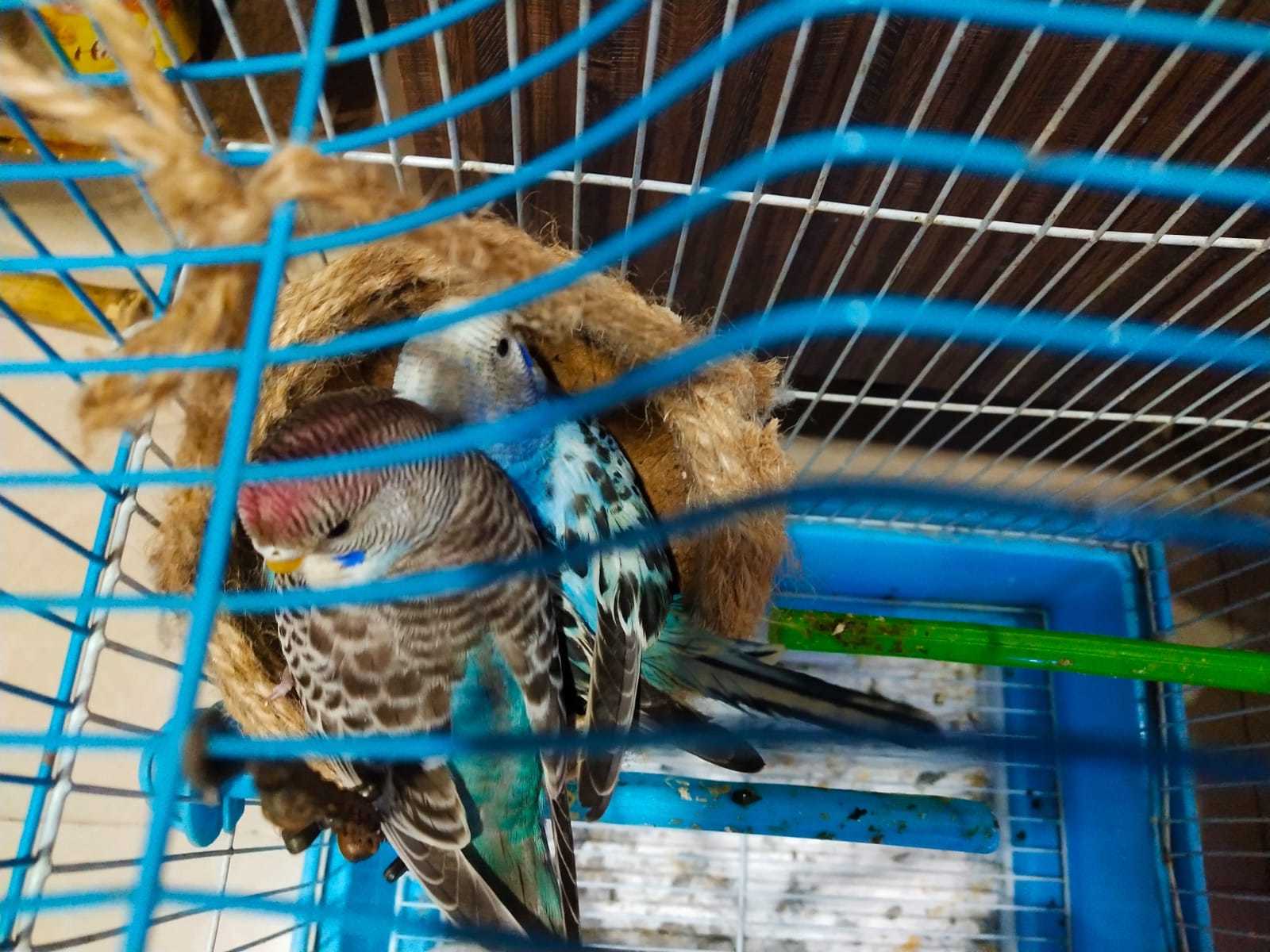 How to Quarantine a Bird in an Apartment: Essential Steps Explained