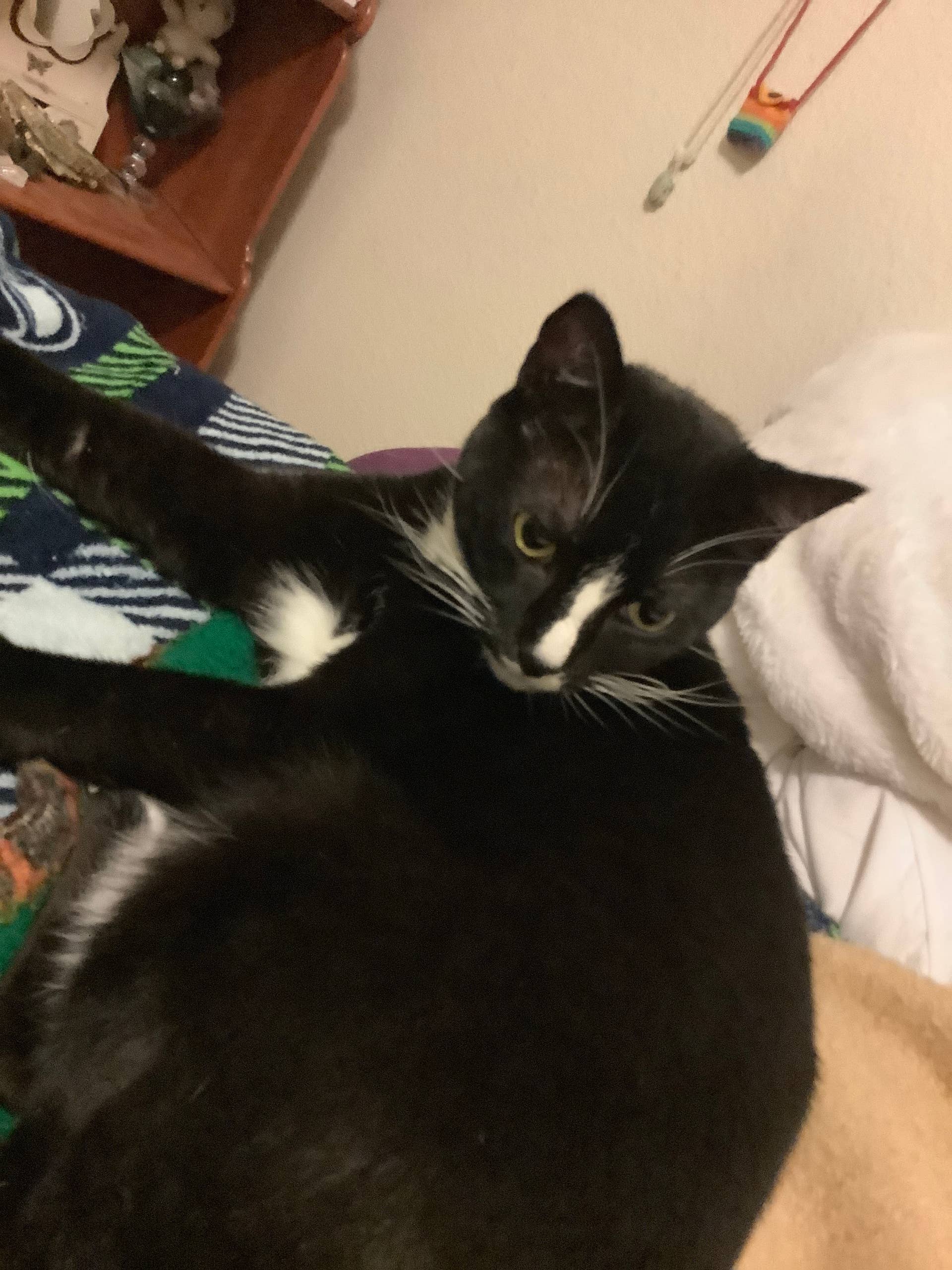 Why Does My Cat Hump His Toy: Surprising Reasons Explained