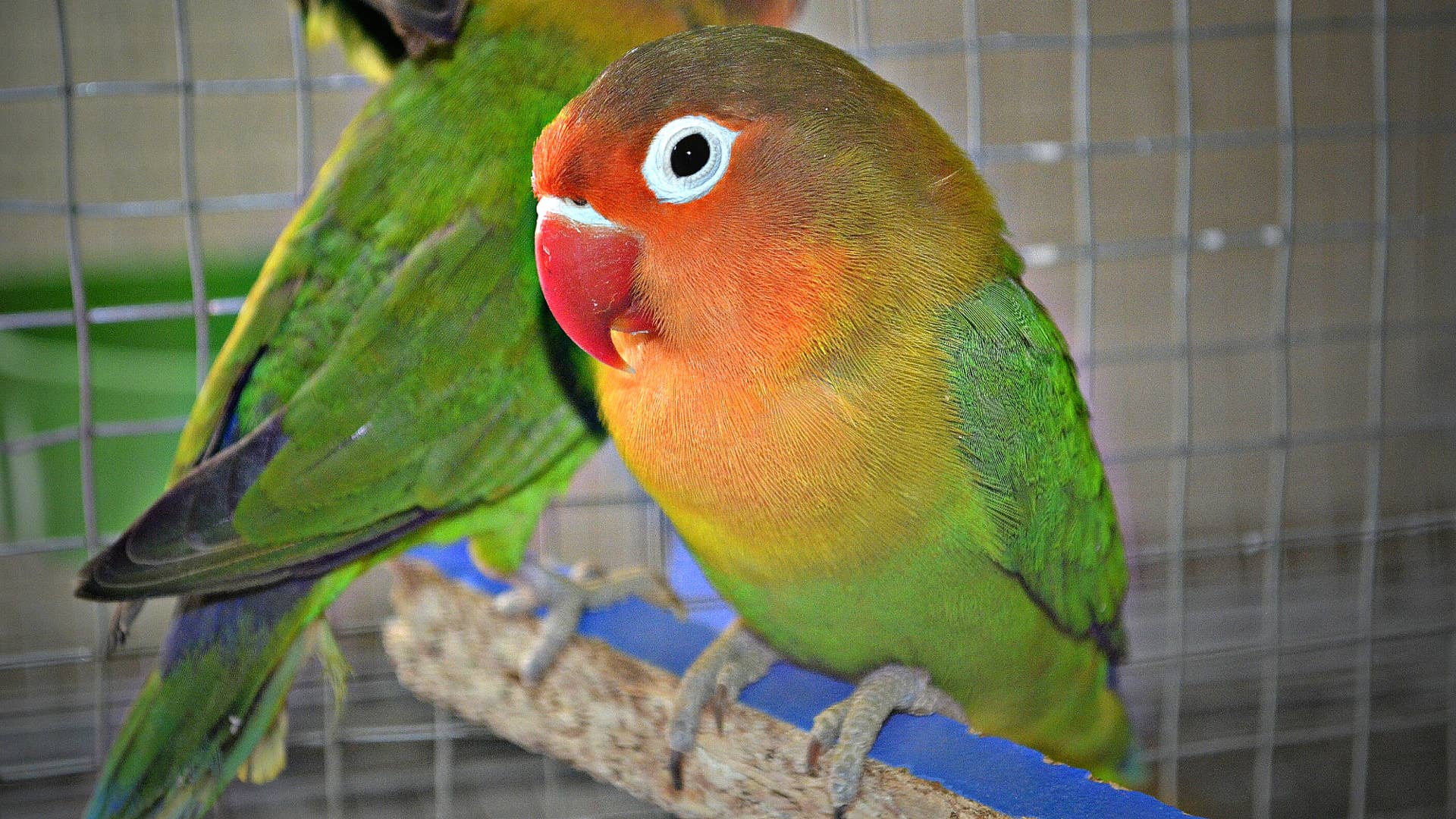 Why Do Pet Birds Lay Eggs: Surprising Facts Every Owner Should Know