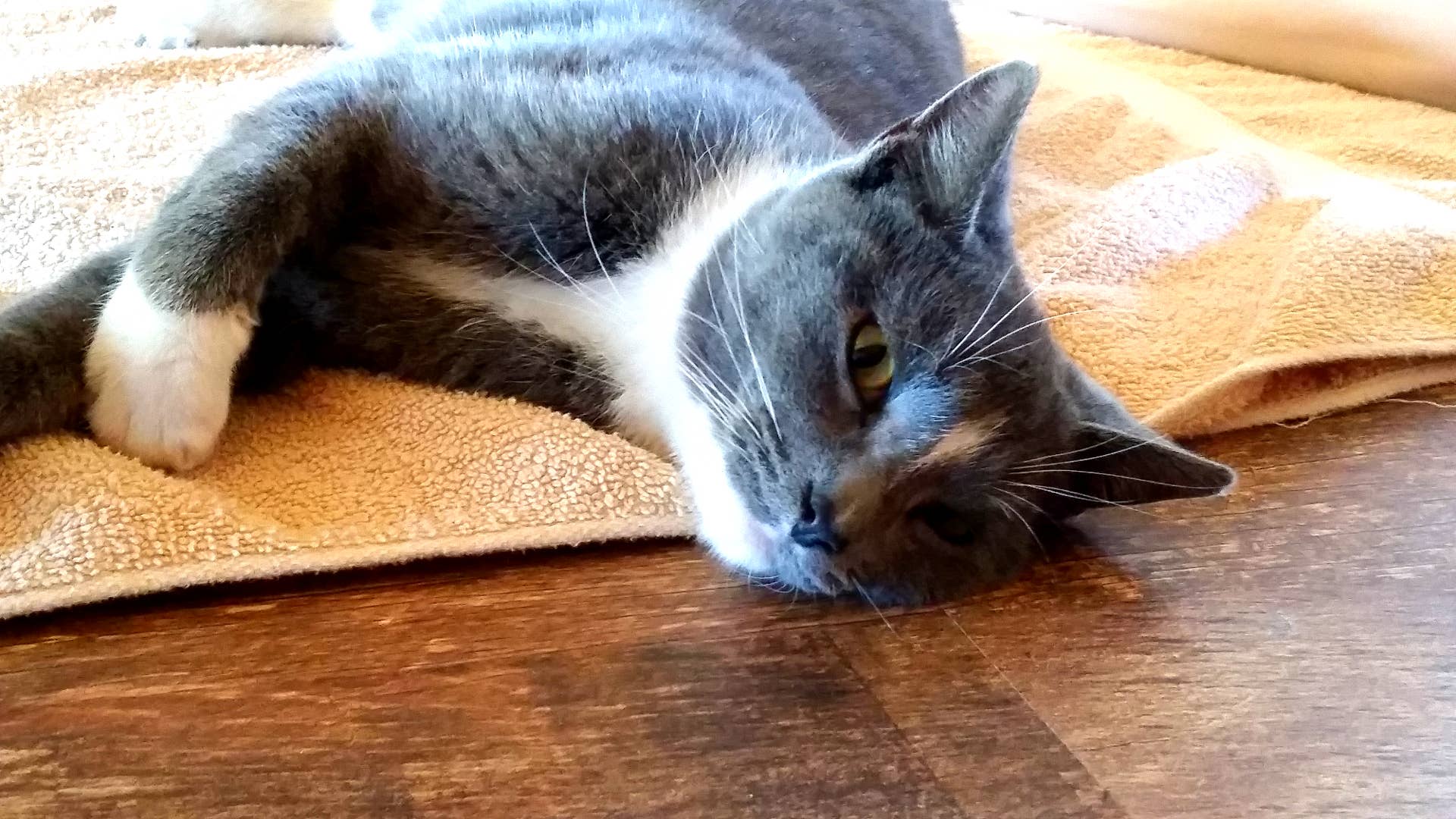 Why Does My Cat Groom Me at Night: Surprising Reasons Explained
