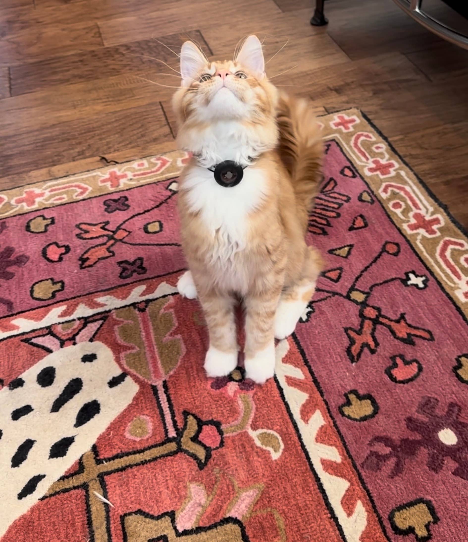 Why is My Cat Obsessed With One Toy: Surprising Reasons Explained