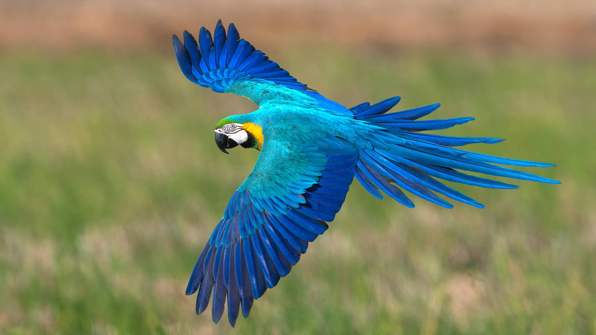 A Tropical Concept Exotic Bird Rescue: Saving Rare Beauties Today
