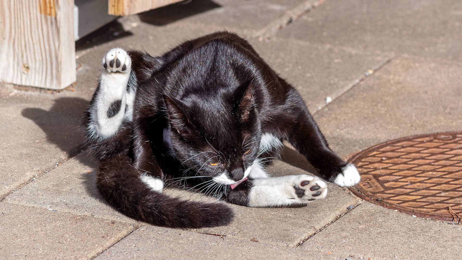 What to Do When Your Cat Cant Groom Her Rear: Expert Solutions