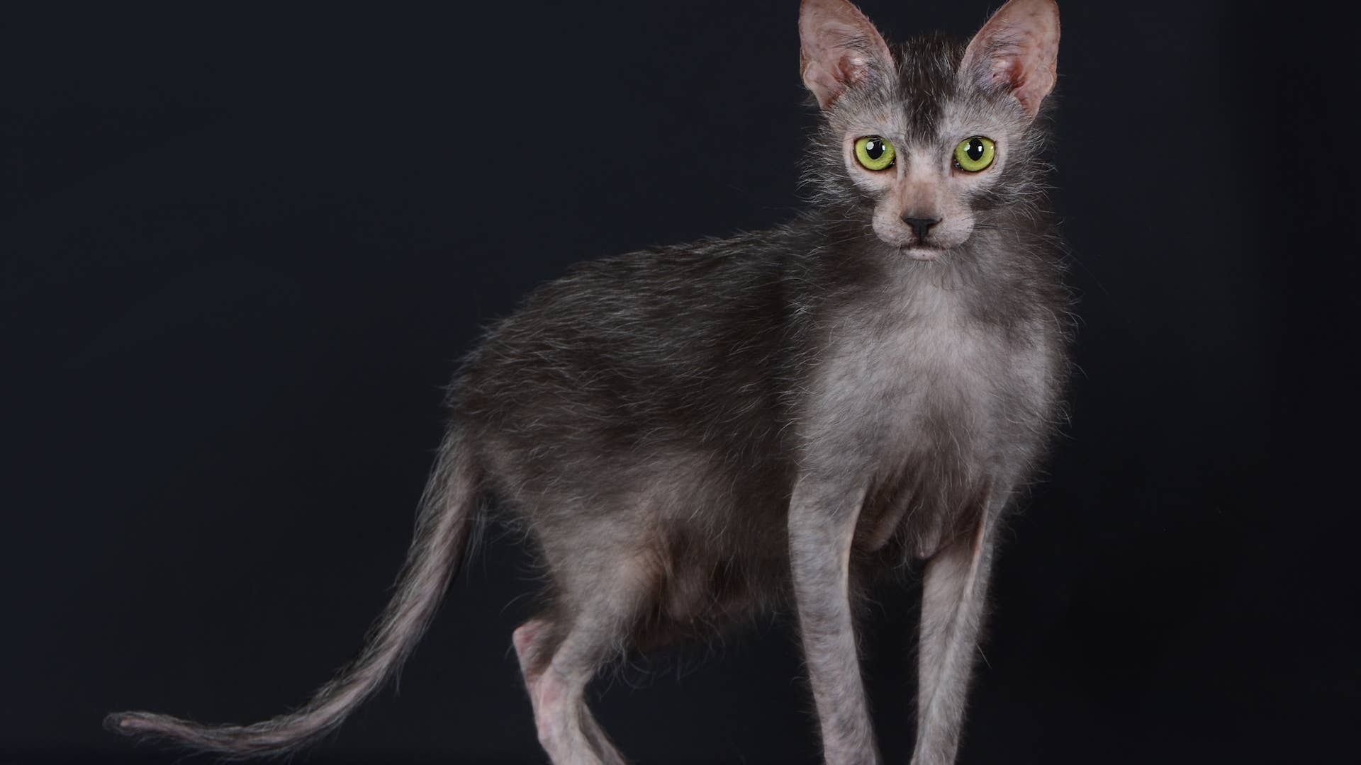 What Breeds Make a Wolf Cat: Discover the Wild Cat Hybrids