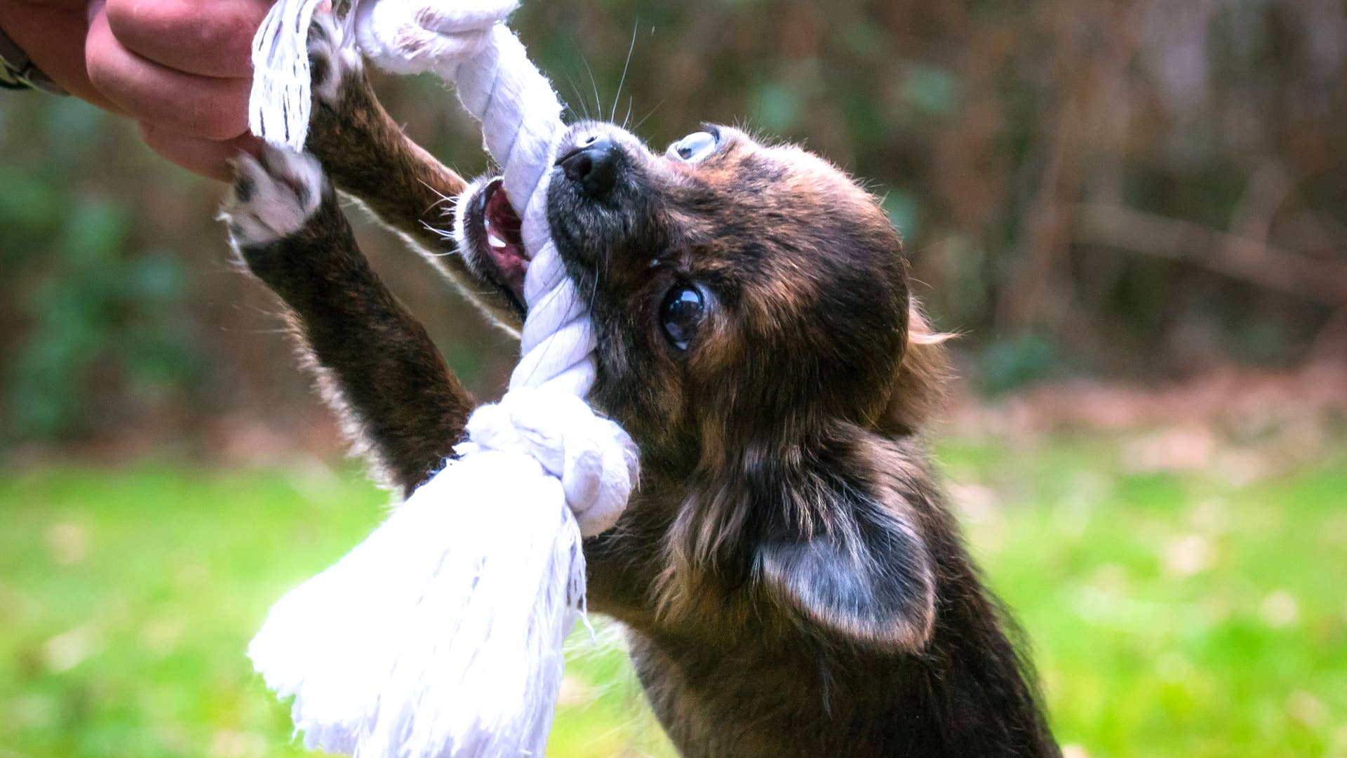 Why Does My Dog Chew His Toys on Me: Surprising Reasons Explained