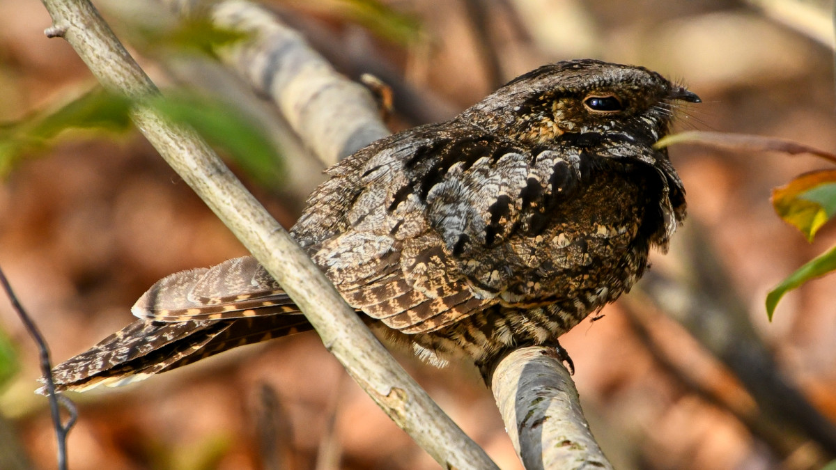What Type of Bird Makes Noise at Night: Top Nocturnal Callers Revealed