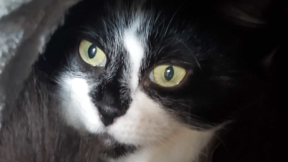 How to Train a Cat to Fetch: Simple Steps Unveiled