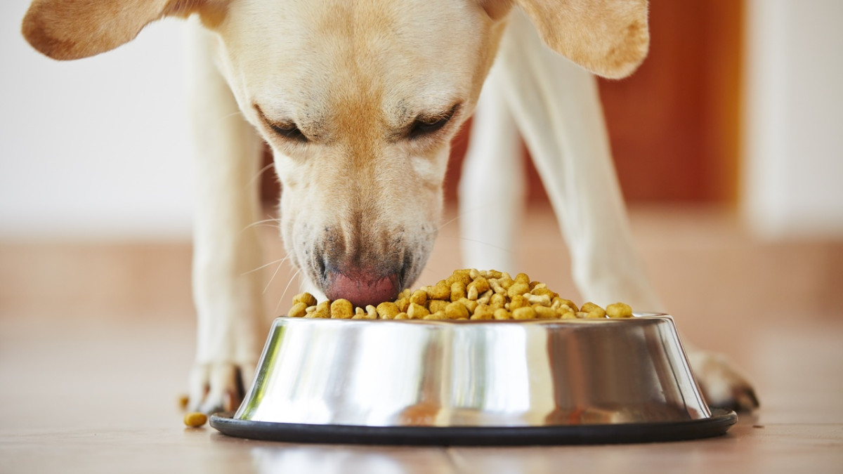 Diabetic Dog Diet: Essential Tips for Optimal Health