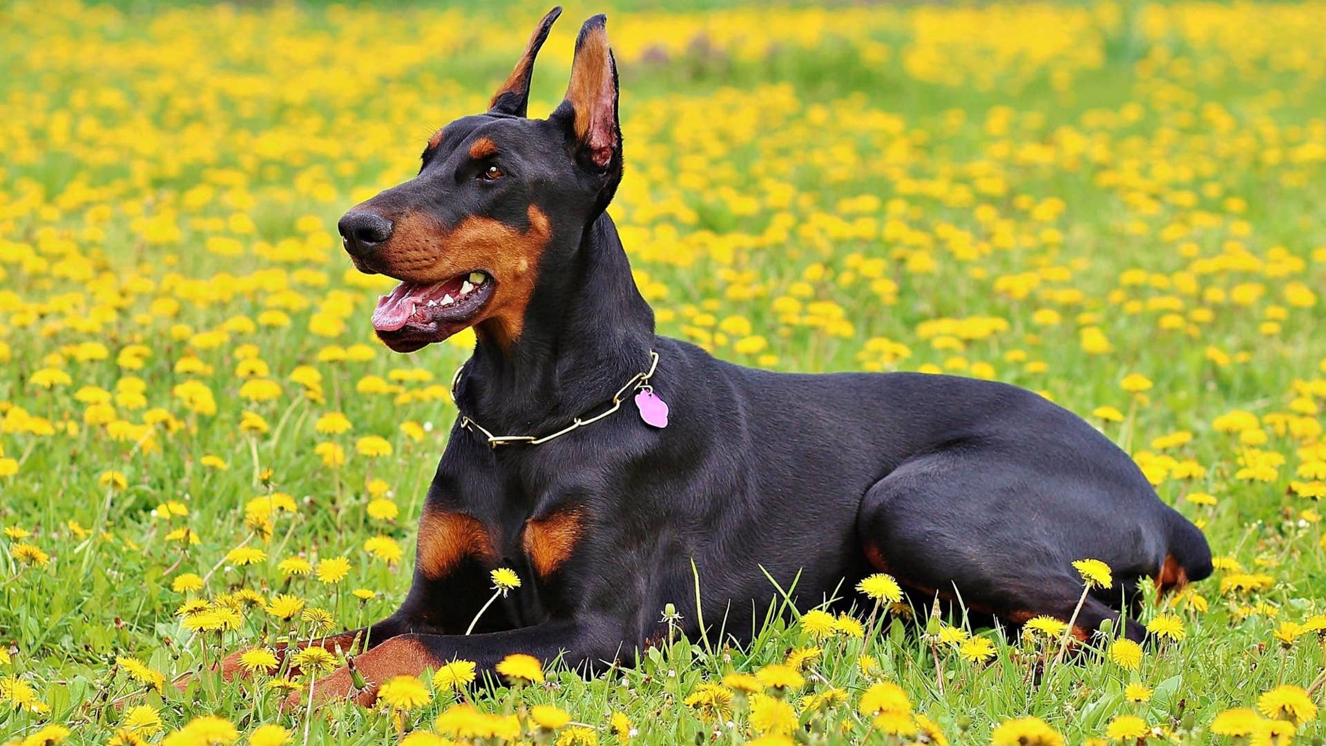 Doberman Dog Behavior: Understanding Traits & Training Tips