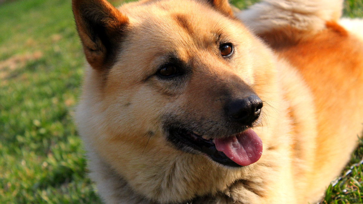 Diet for Dogs With Seizures: Optimal Nutrition Guide