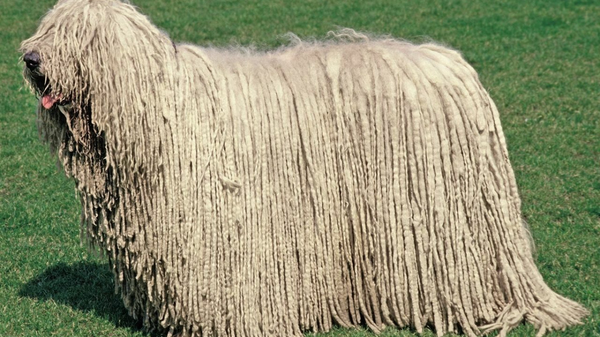 Dog Breeds That Look Like Mops: Adorable Fluff Balls