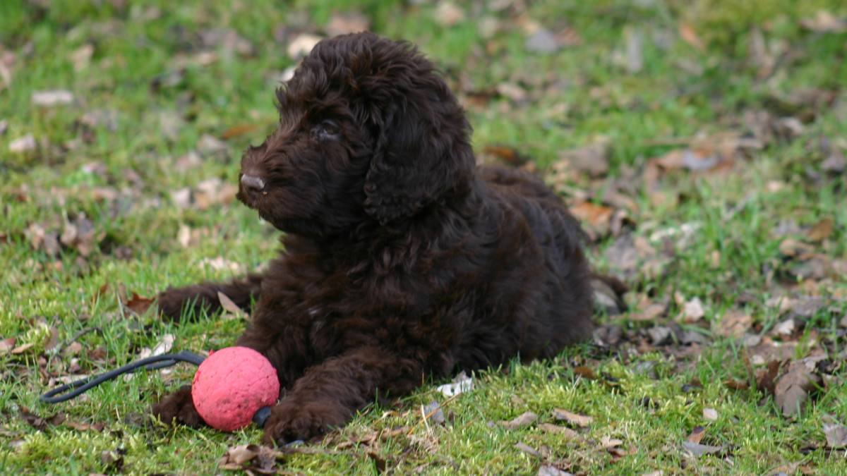 Portuguese Water Dog Health Issues: Vital Care Insights